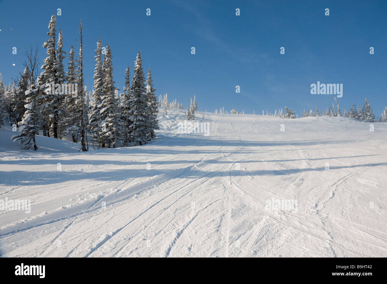 Pente alpine avec la neige couvert de pins Banque D'Images