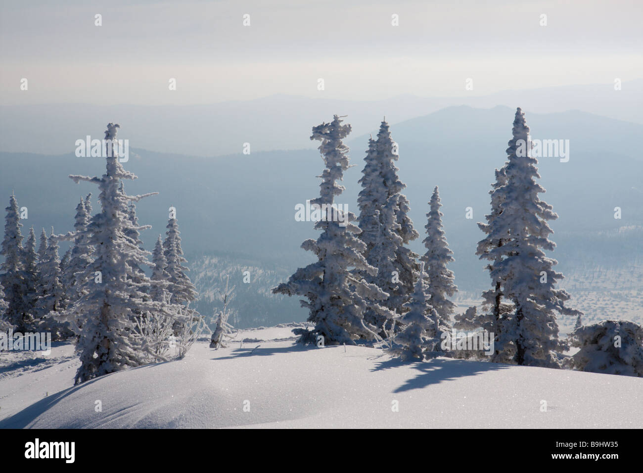 Paysage avec la neige couverte de pins Banque D'Images