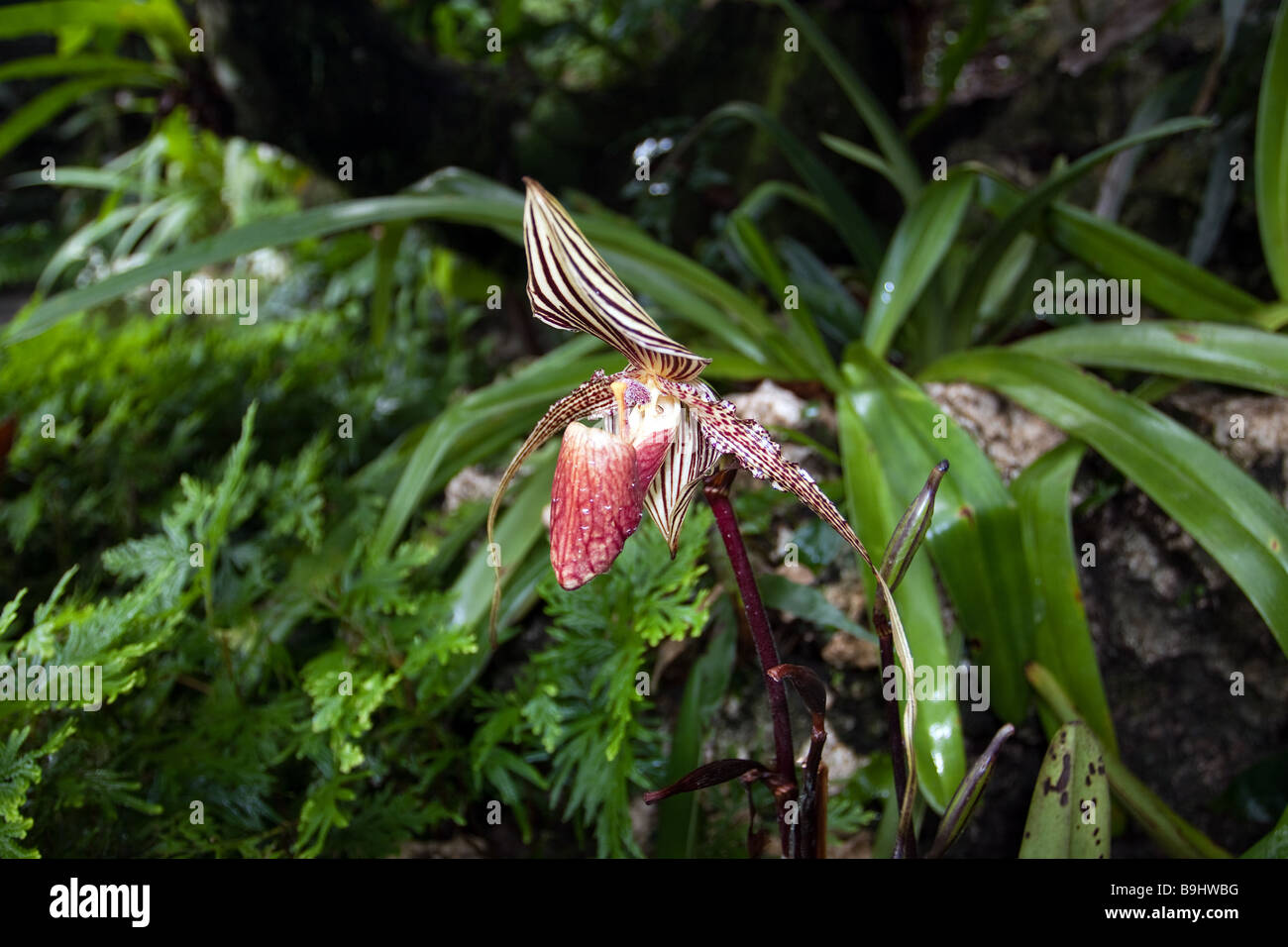 Rothschild slippper orchid est de la Malaisie Sabah Bornéo Banque D'Images