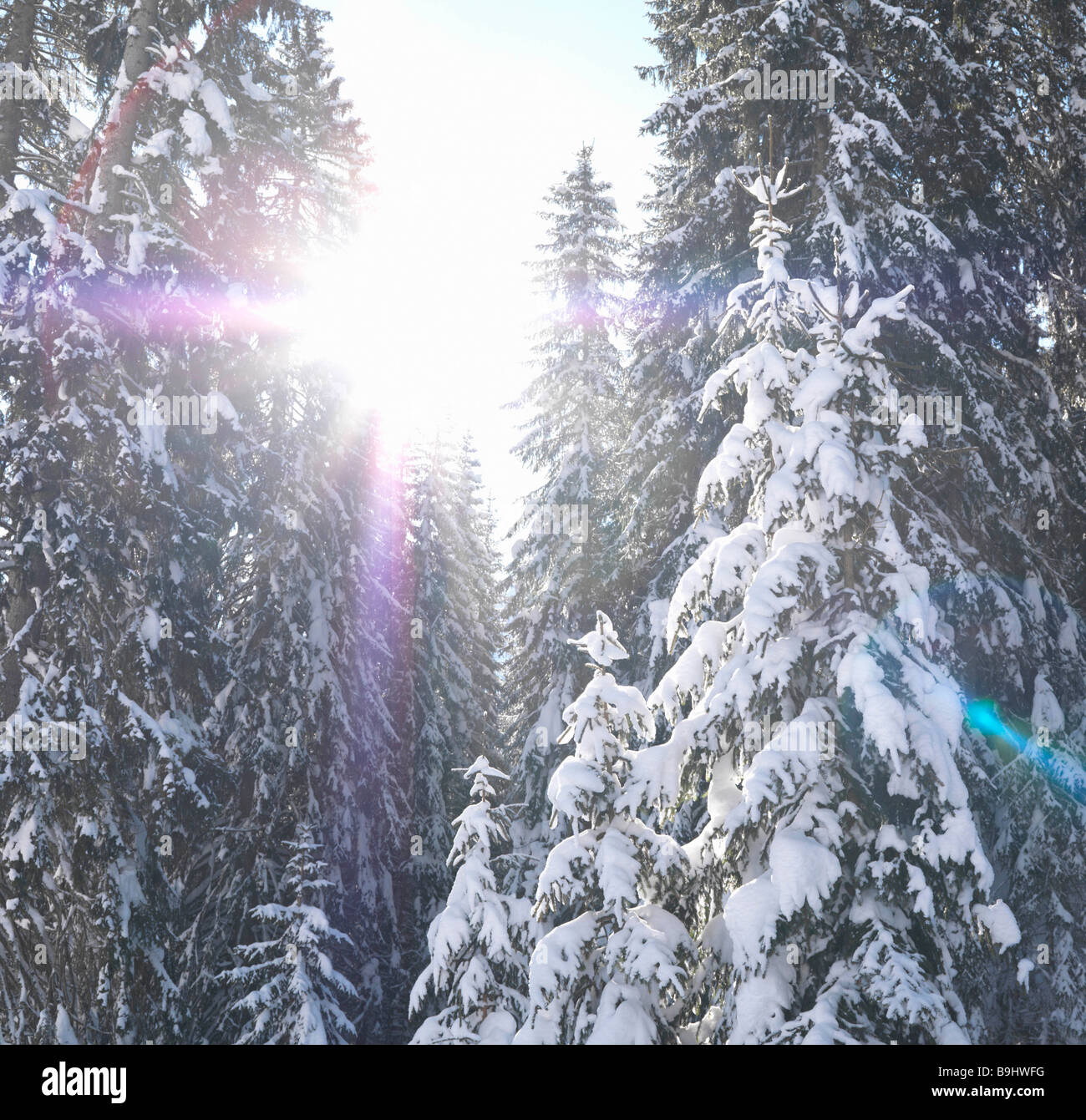 Par éclatement soleil arbres couverts de neige Banque D'Images