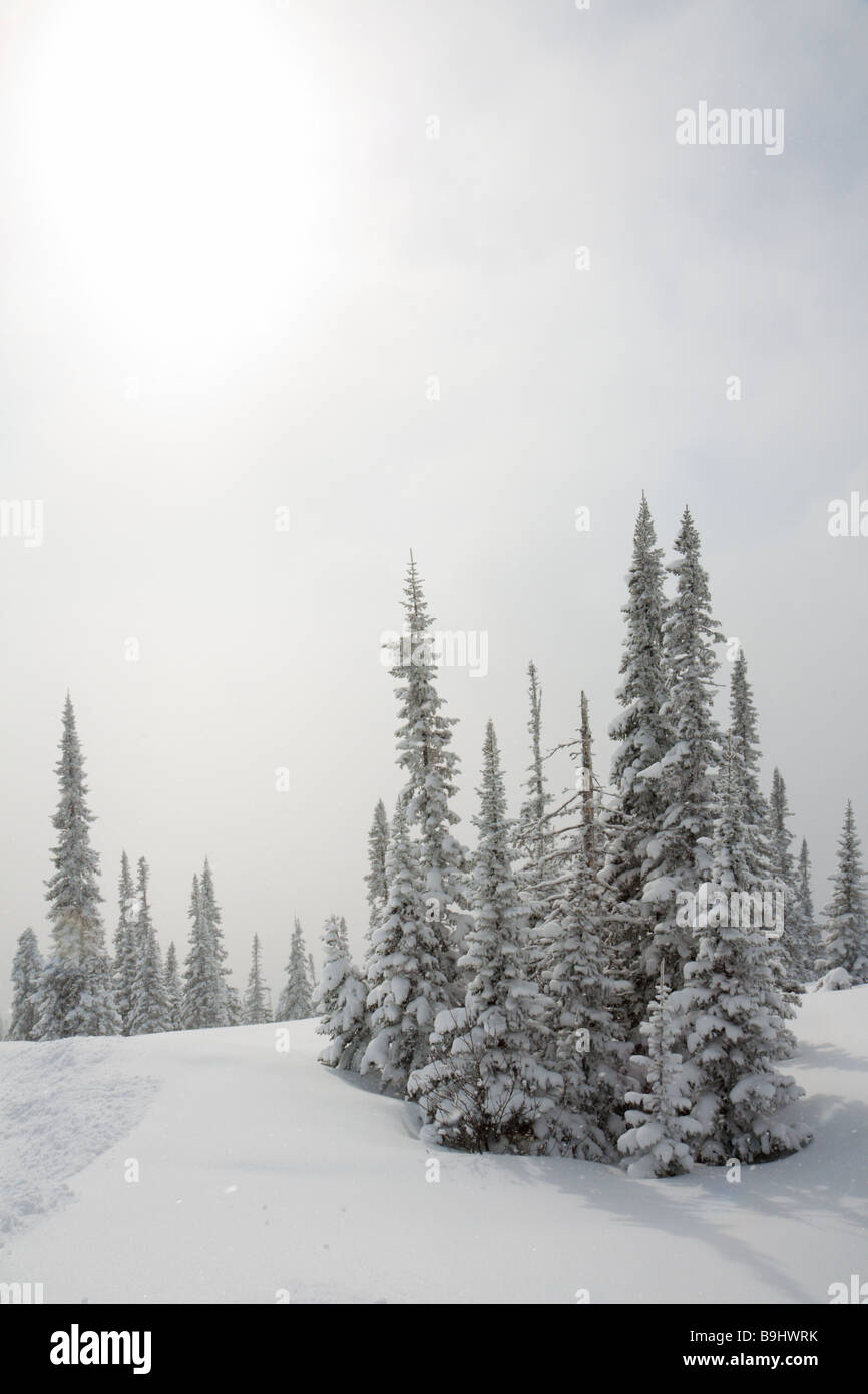 Paysage avec la neige couverte de pins Banque D'Images