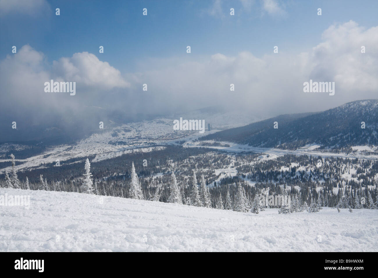 Paysage avec la neige couverte de pins Banque D'Images