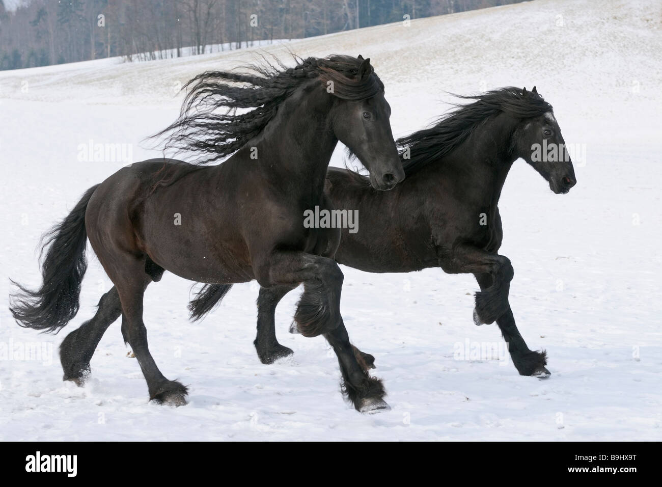 Deux chevaux frisons galopant dans la neige Banque D'Images