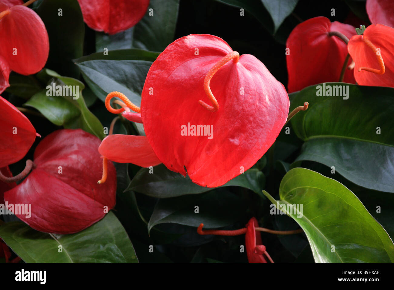Fleur Fleur Queue Flamingo aka ou Bannière Plante, Anthurium scherzerianum, Araceae, Amérique Centrale et du Sud Banque D'Images