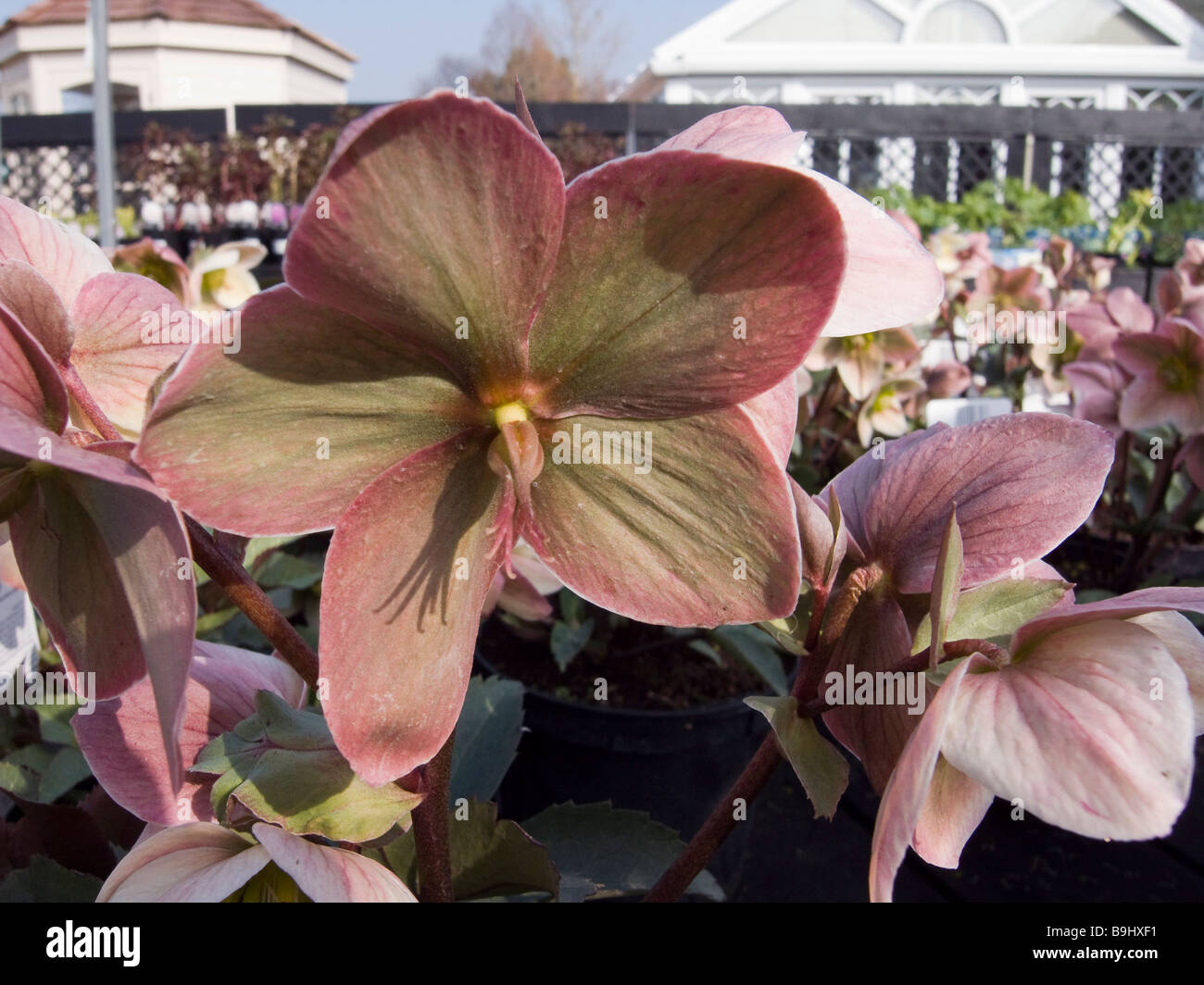 Graines hellébores 'Prince' Ivoire plantes pour la vente au garden centre au Royaume-Uni Banque D'Images