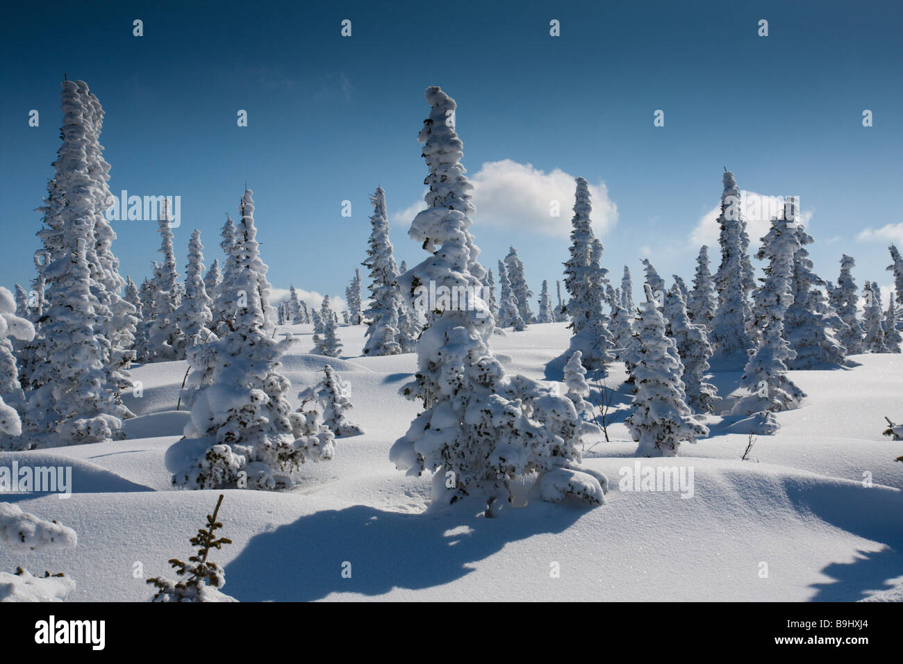 Paysage avec la neige couverte de pins Banque D'Images