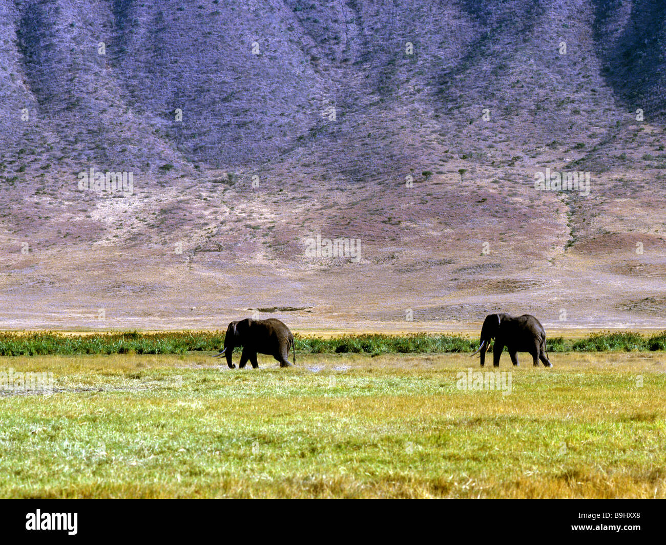 Bush de l'Afrique de l'éléphant (Loxodonta africana), zone de conservation de Ngorongoro, en Tanzanie, Afrique de l'Est Banque D'Images