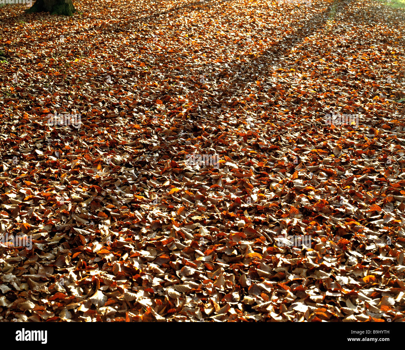 Feuillage d'automne, forêt, leef, la litière de hêtre Banque D'Images