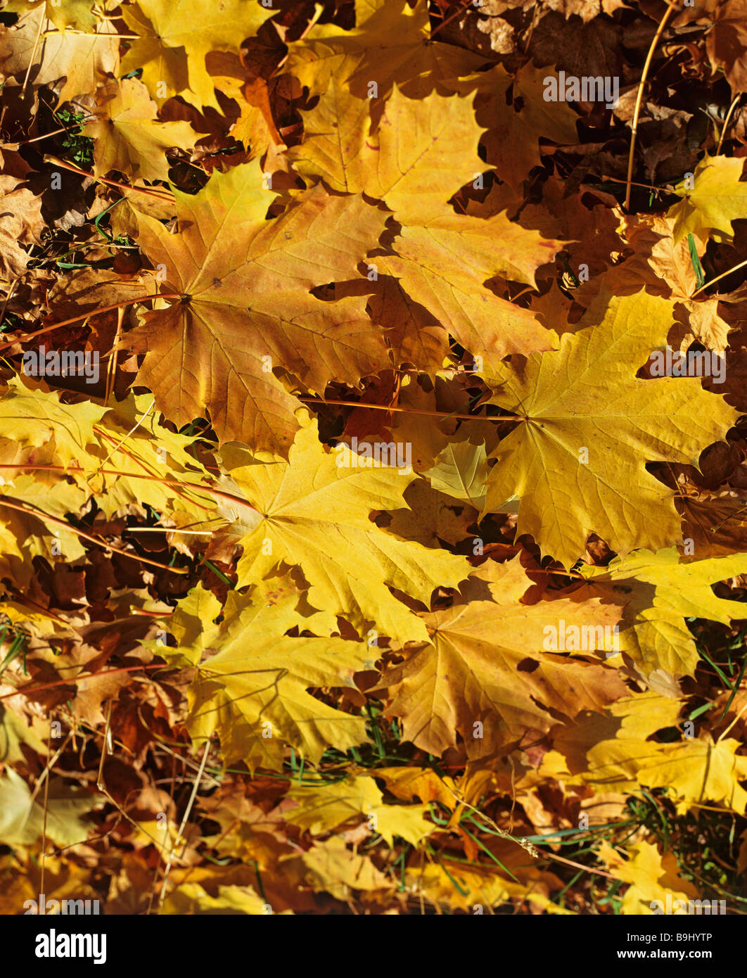 Érable (Acer), ahorn feuilles en automne Banque D'Images
