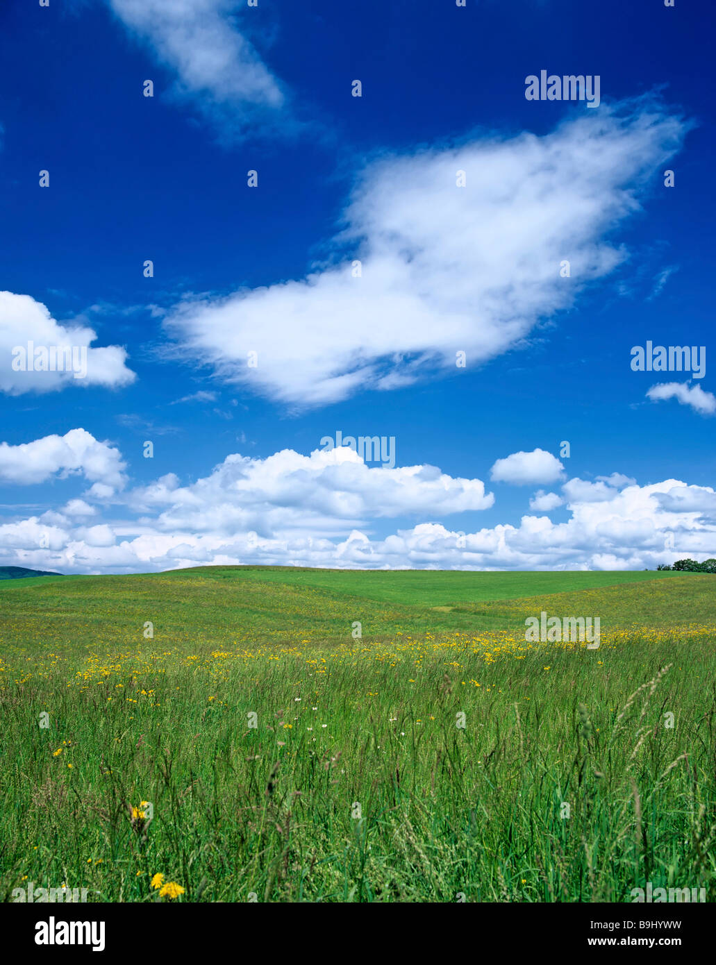 Prairie d'été, ciel bleu et nuages, Salzburger Land, Autriche Banque D'Images