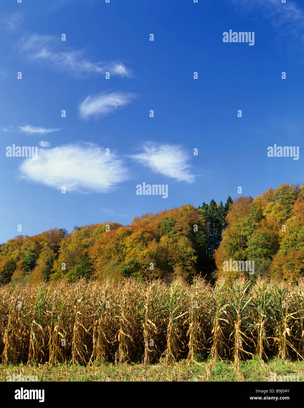 Le maïs (Zea mays), champ de maïs, l'automne, ciel bleu, nuages de foehn Banque D'Images