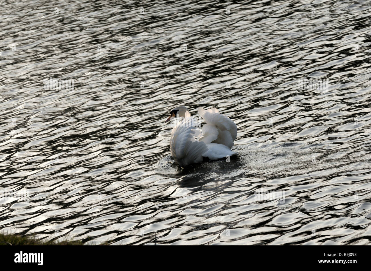 Cygne muet sur la rivière Severn Shrewsbury Shropshire Banque D'Images