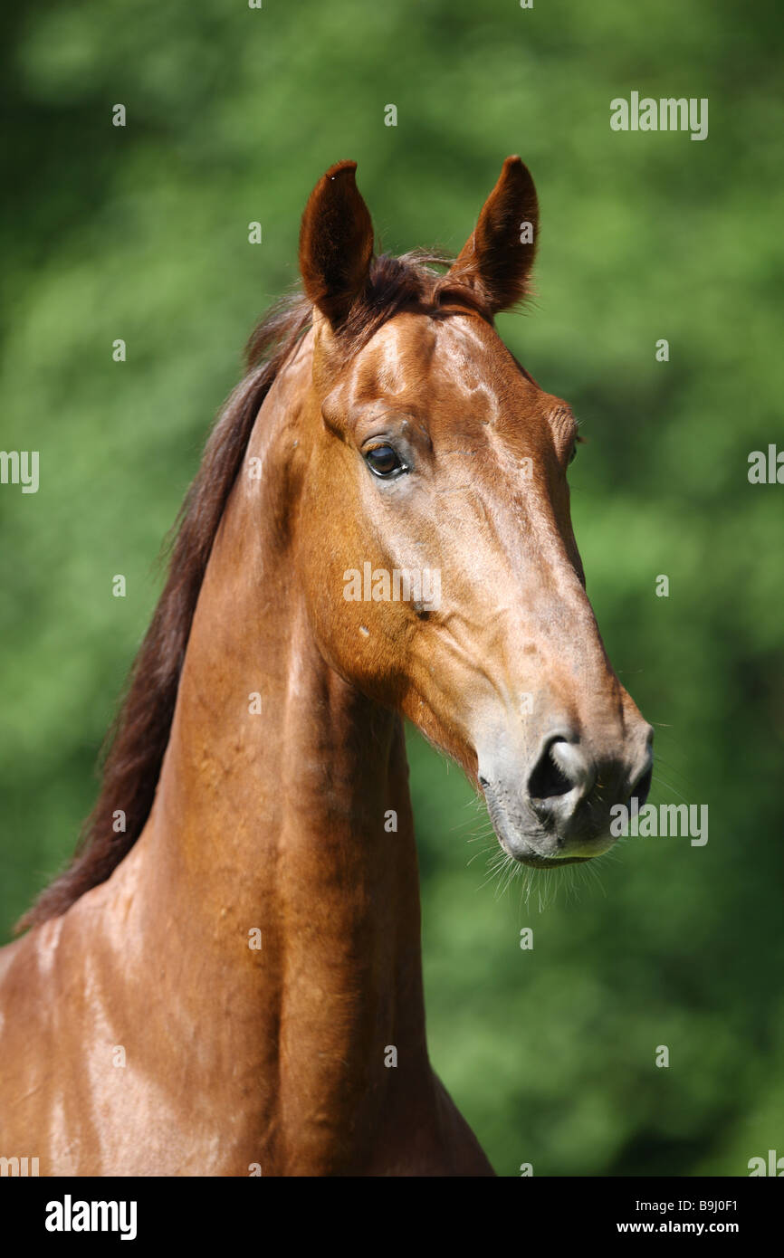 Gueldre horse - portrait Banque D'Images