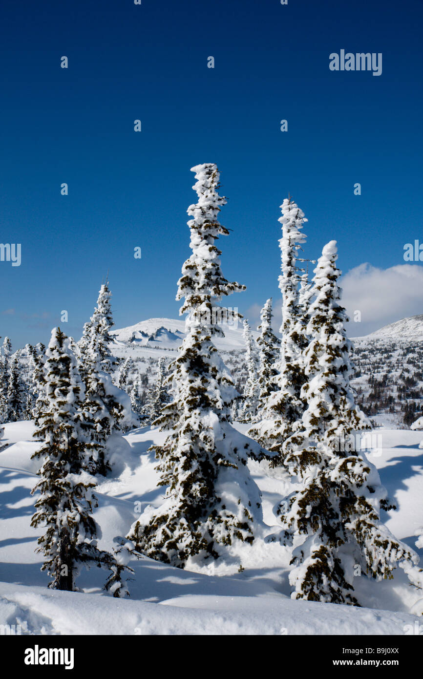Pente alpine avec la neige couvert de pins Banque D'Images
