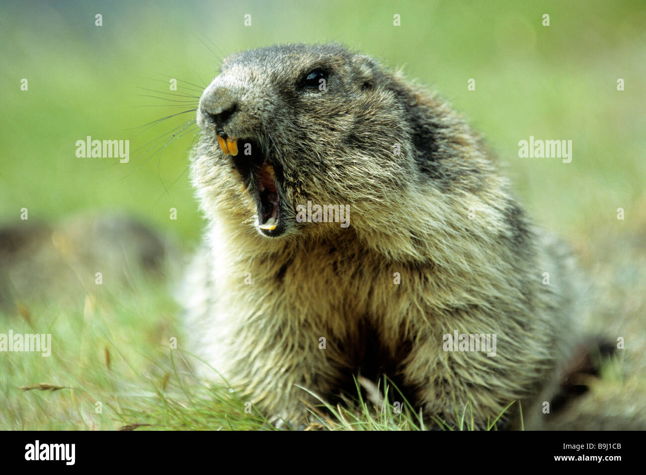 Marmotte des Alpes (Marmota marmota), avertissement Banque D'Images