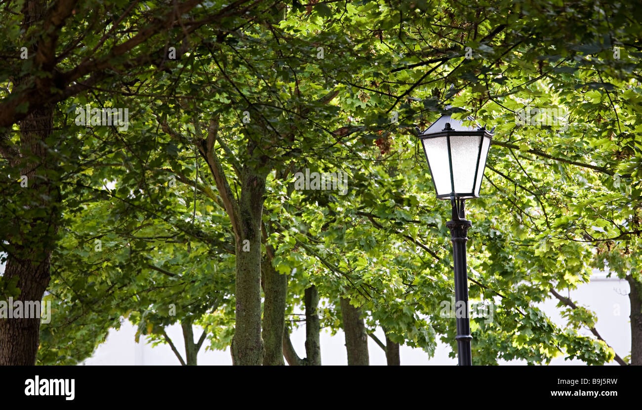 La lumière dans les arbres de la rue Hamelin Allemagne Banque D'Images