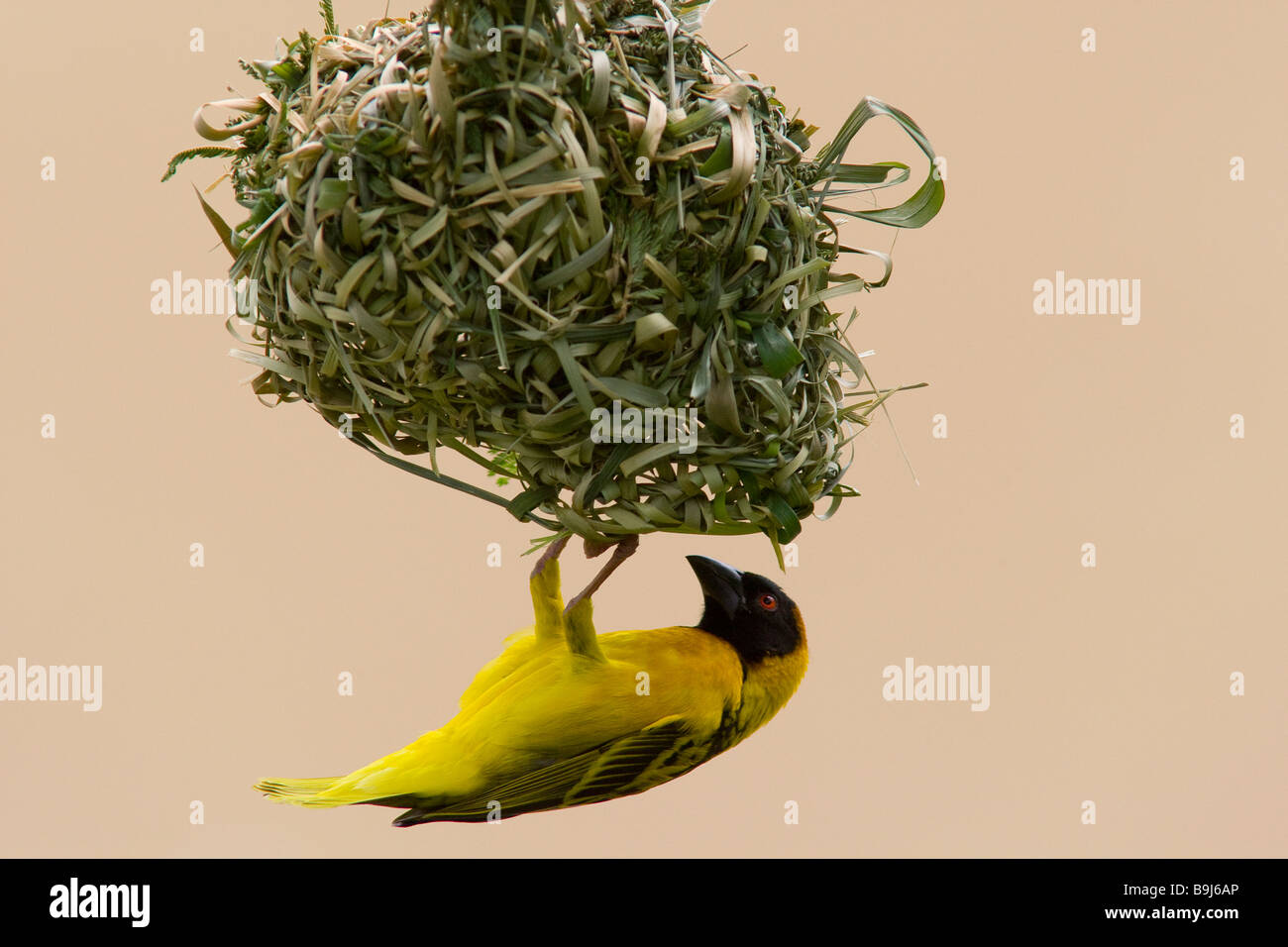 Masqués de l'Afrique de l'oiseau tisserand construit son nid Banque D'Images