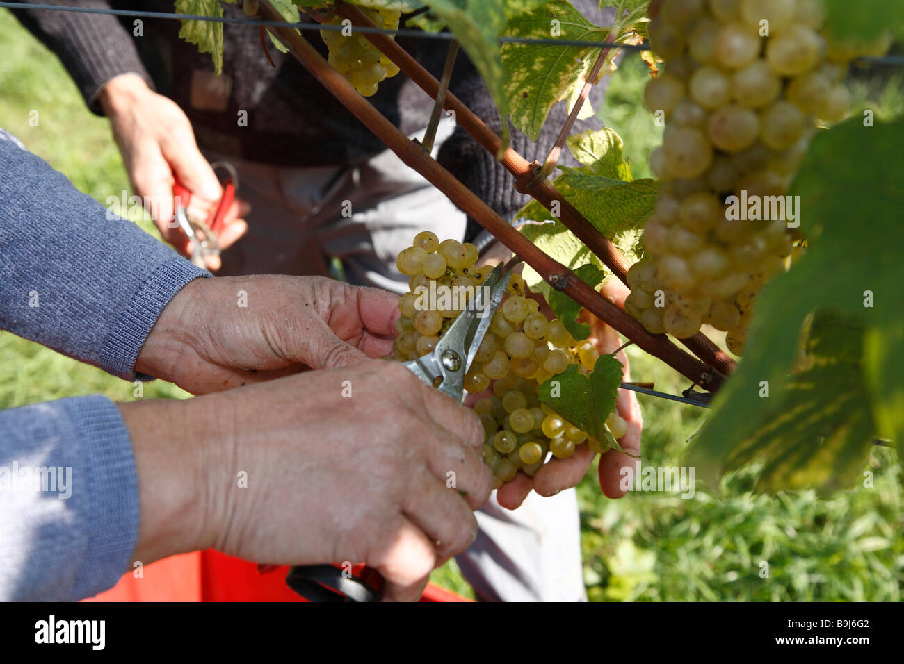 La récolte de raisin dans les mains Langegg, le sud de la Styrie, Autriche, Europe Banque D'Images
