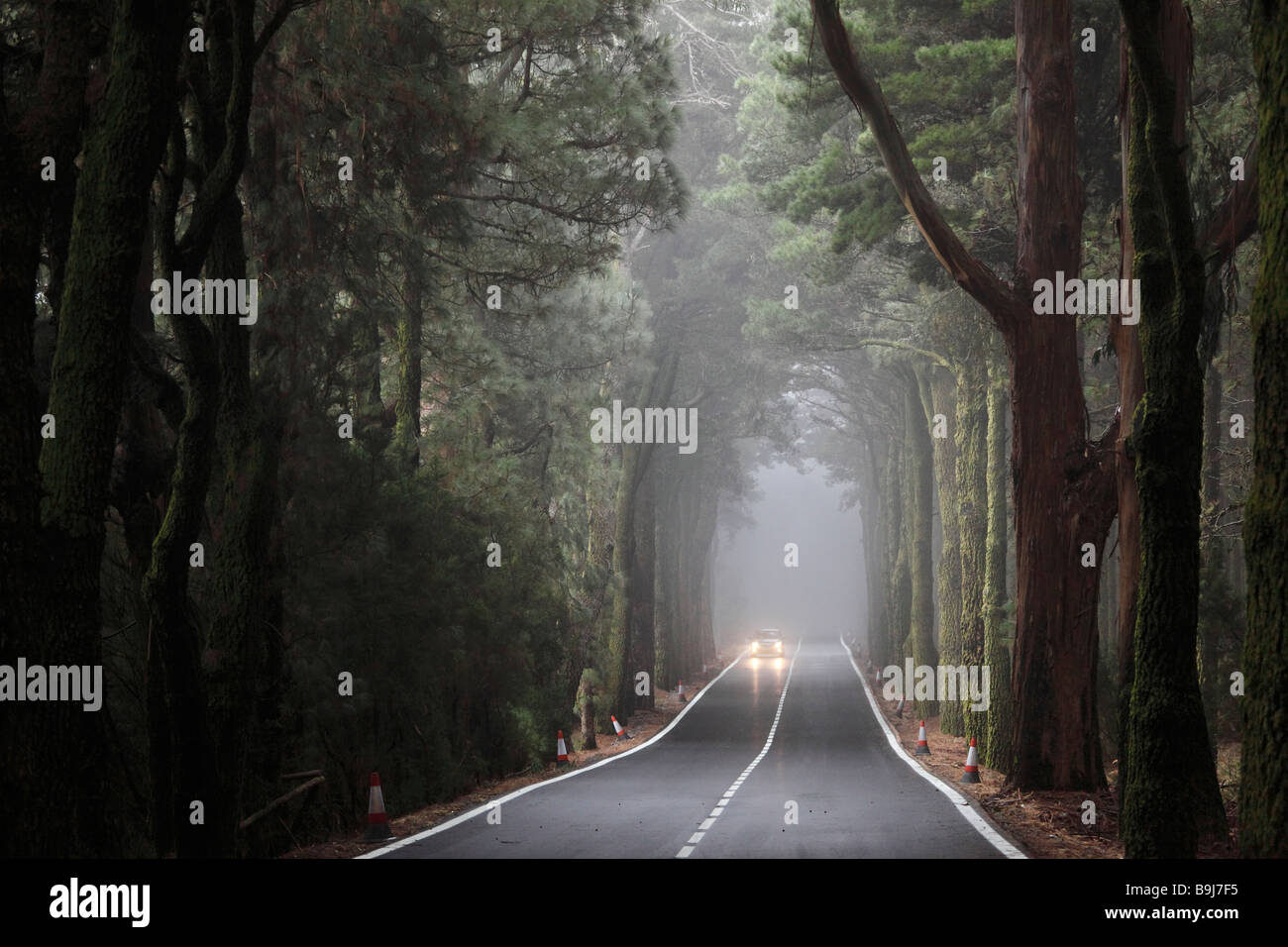 Route menant à travers le brouillard "Bosque de Esperanza' forêt de pins, Tenerife, Canaries, Espagne, Europe Banque D'Images