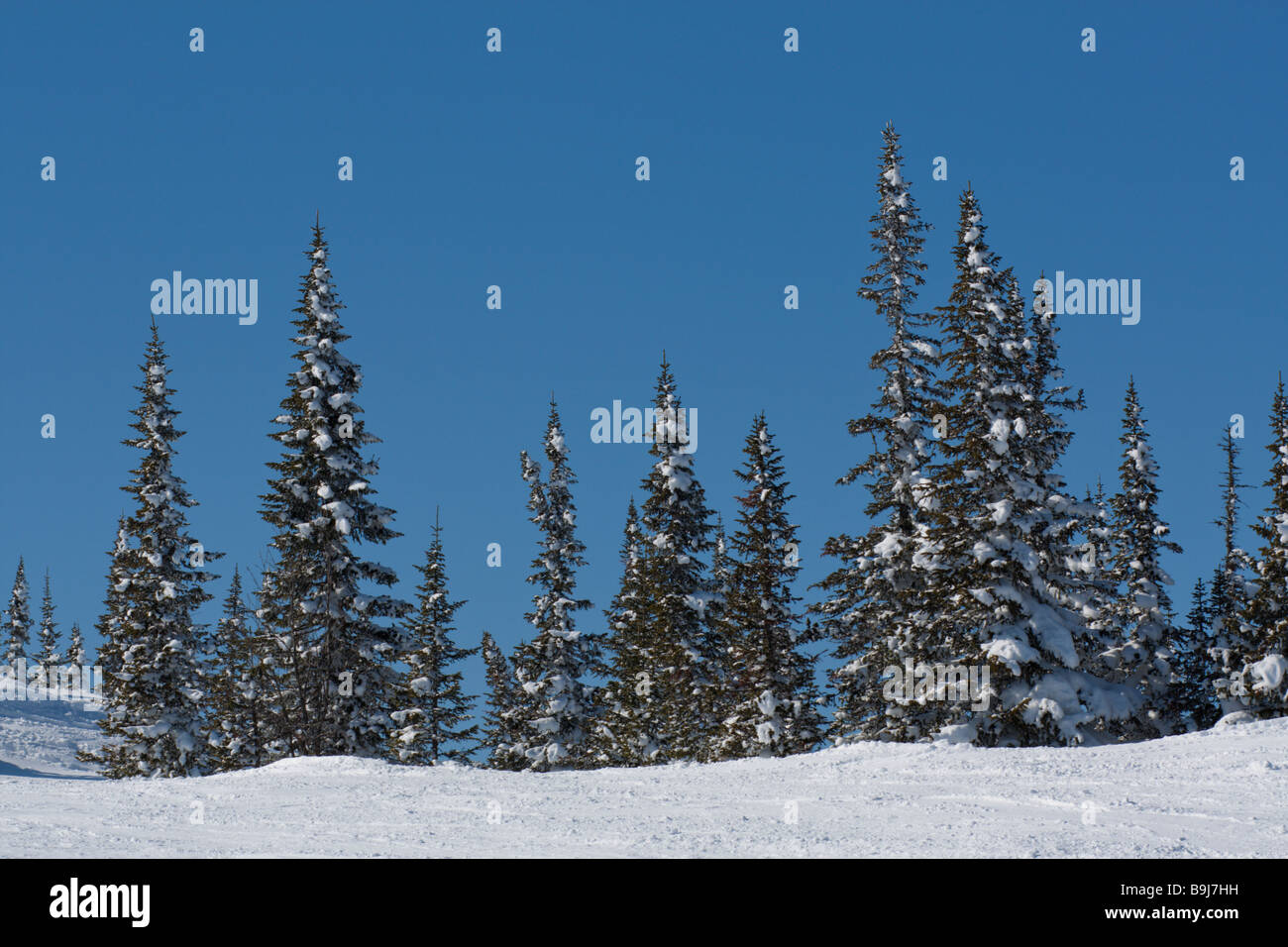 Paysage avec la neige couverte de pins Banque D'Images