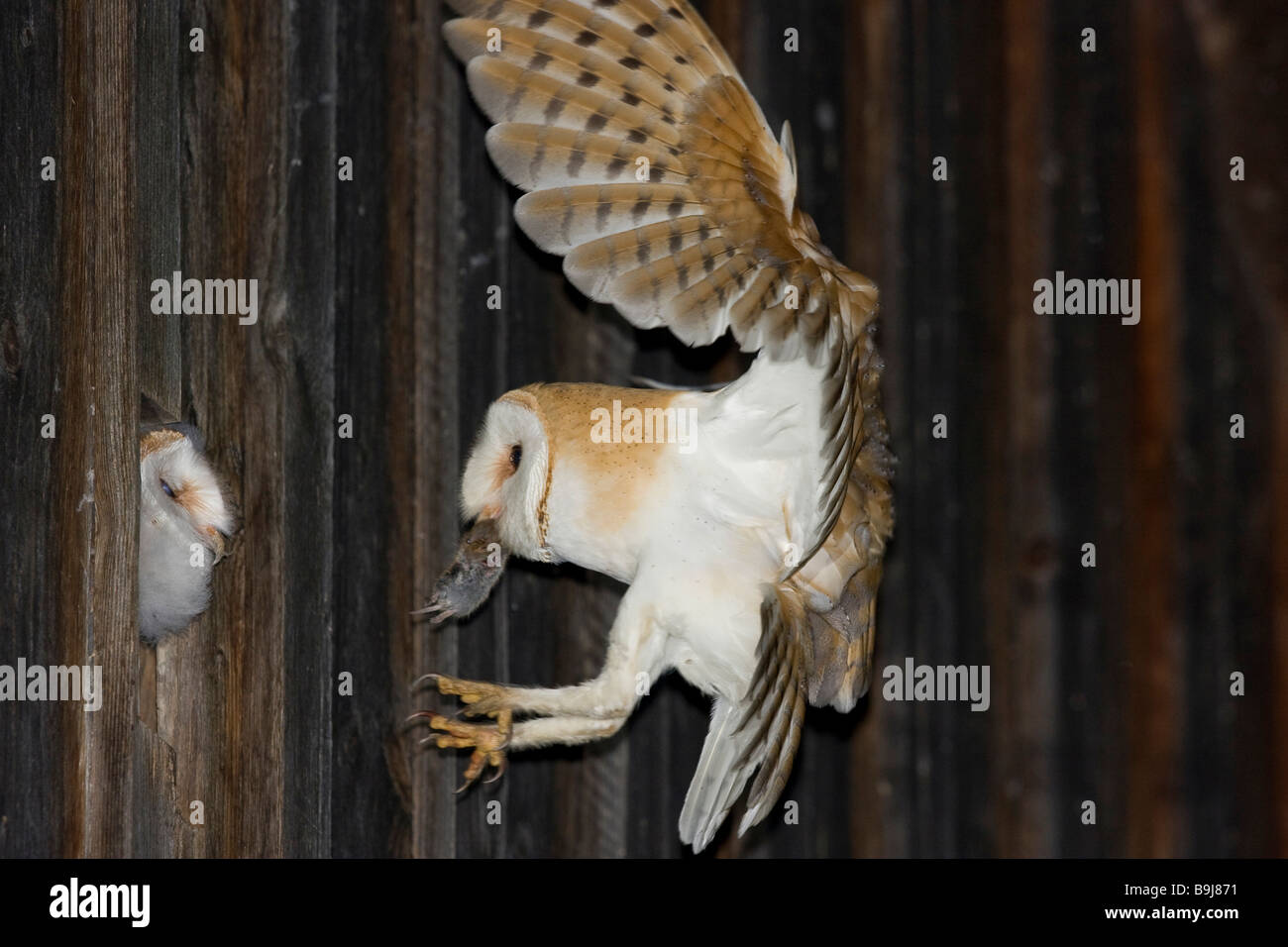 Effraie des clochers (Tyto alba) à l'aide d'une souris dans son bec, nourrir sa progéniture en attente dans une grange Banque D'Images