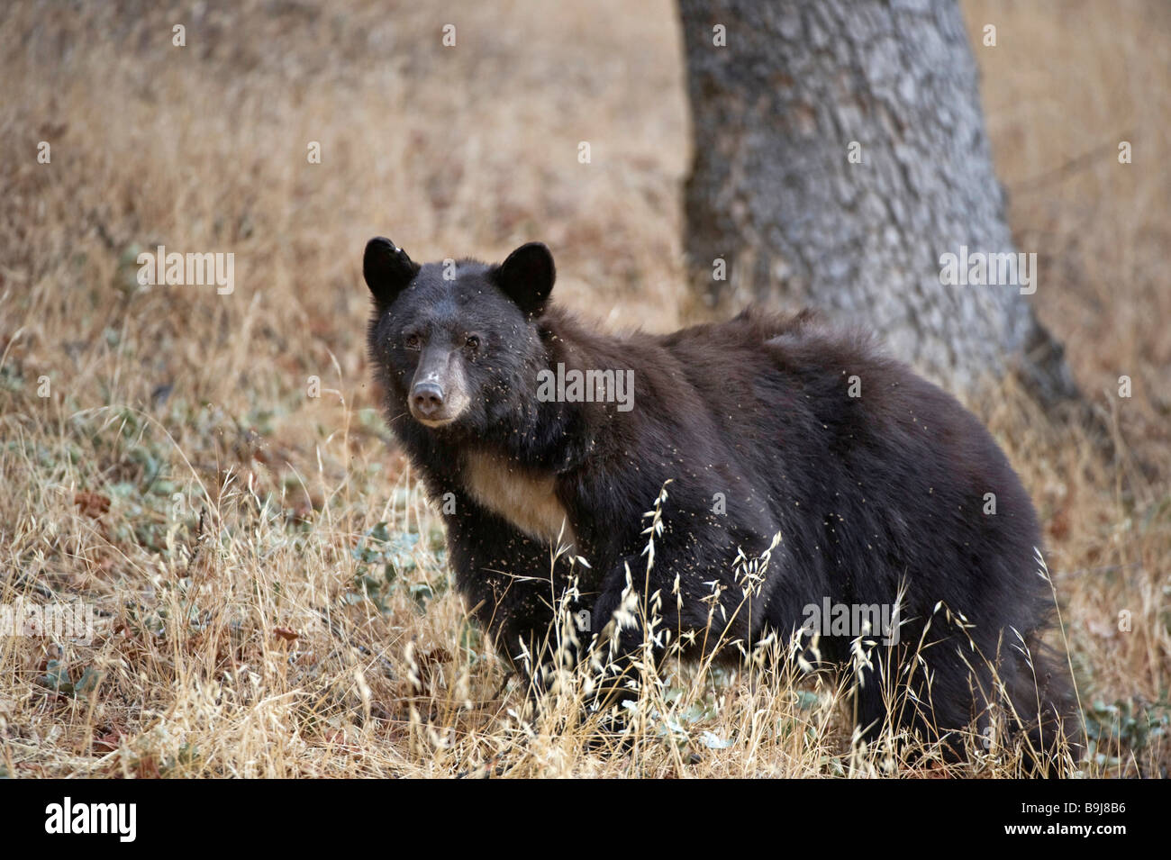 Ours noir (Ursus americanus), Sequoia National Park, California, USA Banque D'Images