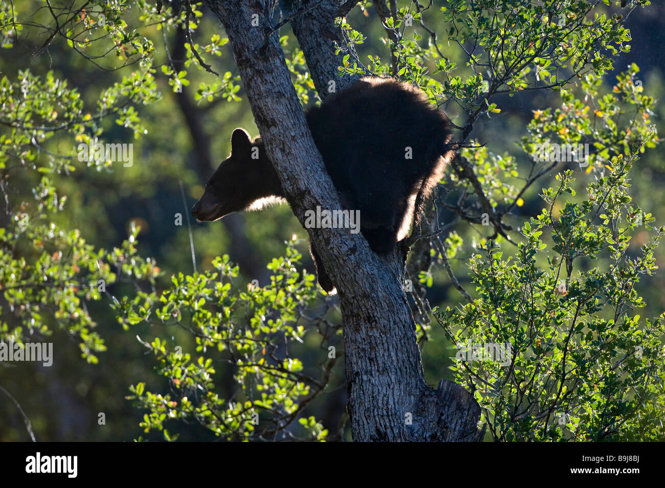Ours noir (Ursus americanus), juvénile dans un chêne, Sequoia National Park, California, USA Banque D'Images