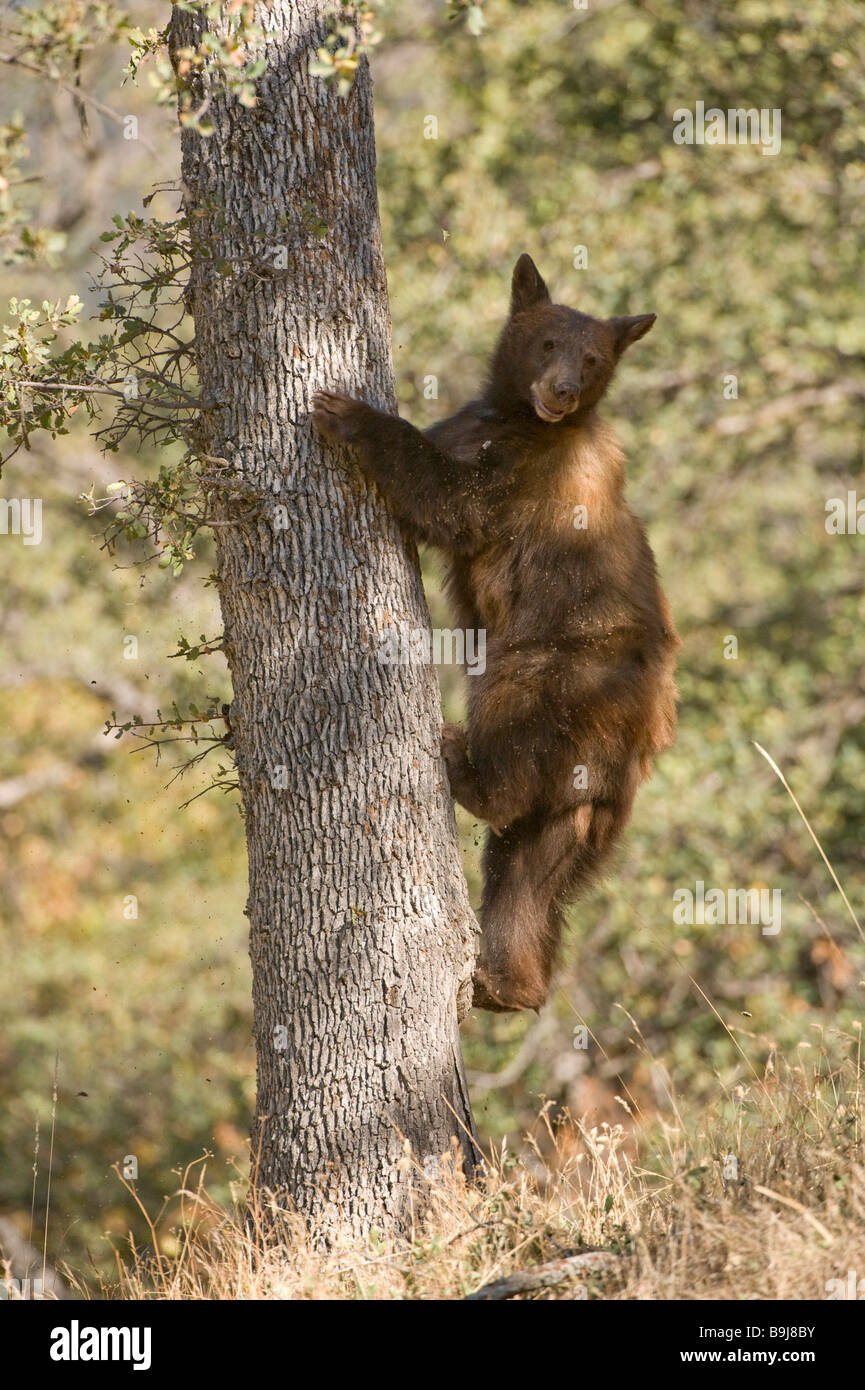 Ours noir (Ursus americanus), l'escalade pour mineurs d'un chêne, Sequoia National Park, California, USA Banque D'Images