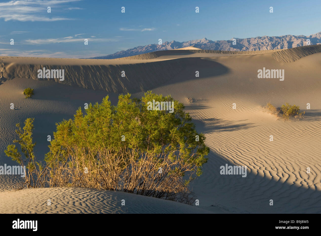 Télévision Mesquite Dunes, Death Valley, California, USA Banque D'Images