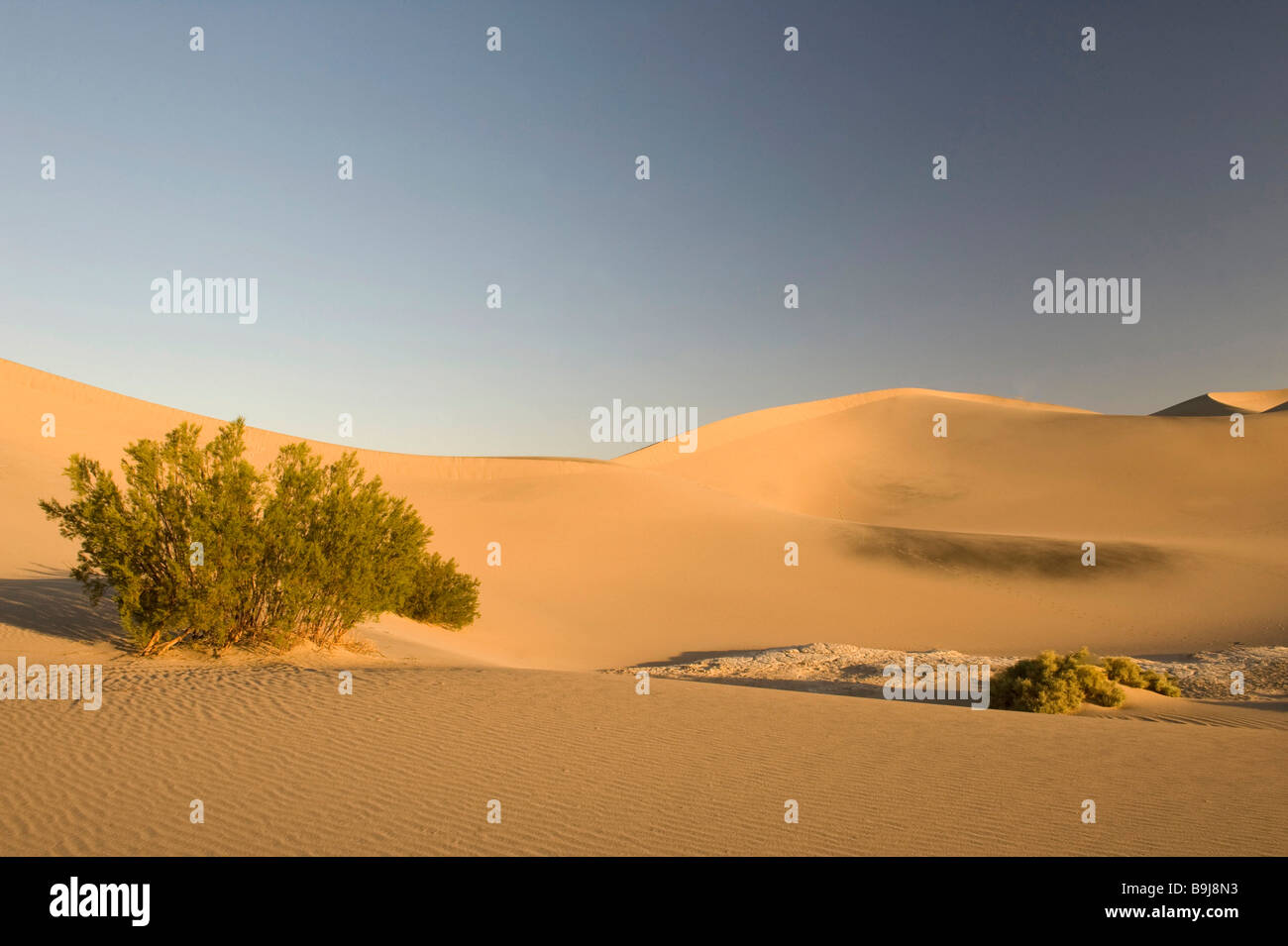 Télévision Mesquite Dunes, Death Valley, California, USA Banque D'Images