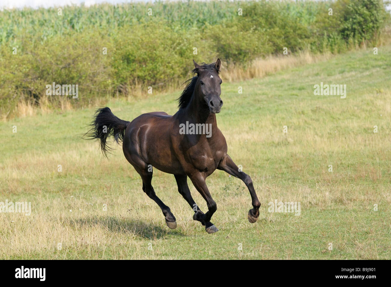 Cheval arabe Banque D'Images