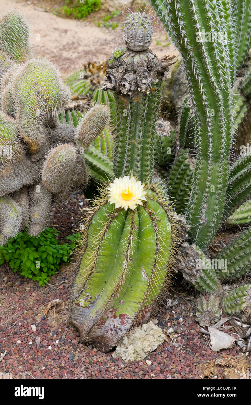 Le corps jaune à fleurs Cactus Ferocactus dans un jardin de cactus Banque D'Images