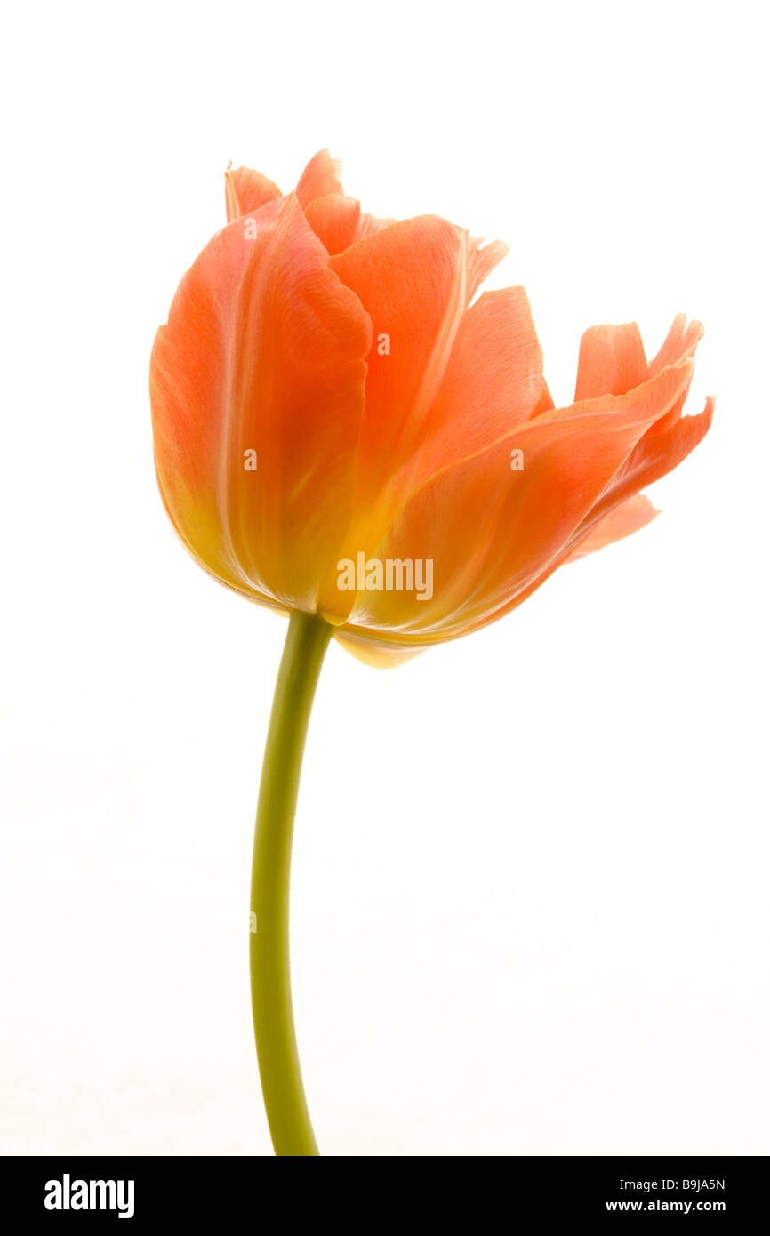 Tulip Banque D'Images