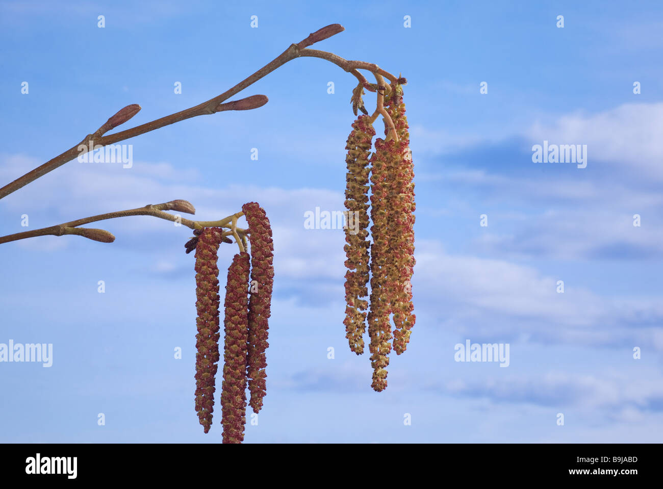 Aulne rouge alnus rubra Banque de photographies et d’images à haute ...
