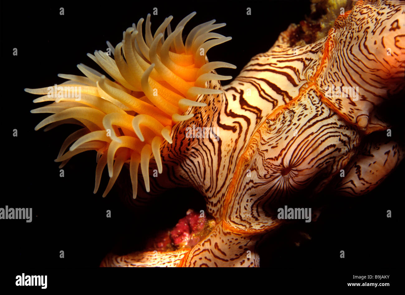 (Zoanthid Zoantharia), Maldives, océan Indien Banque D'Images