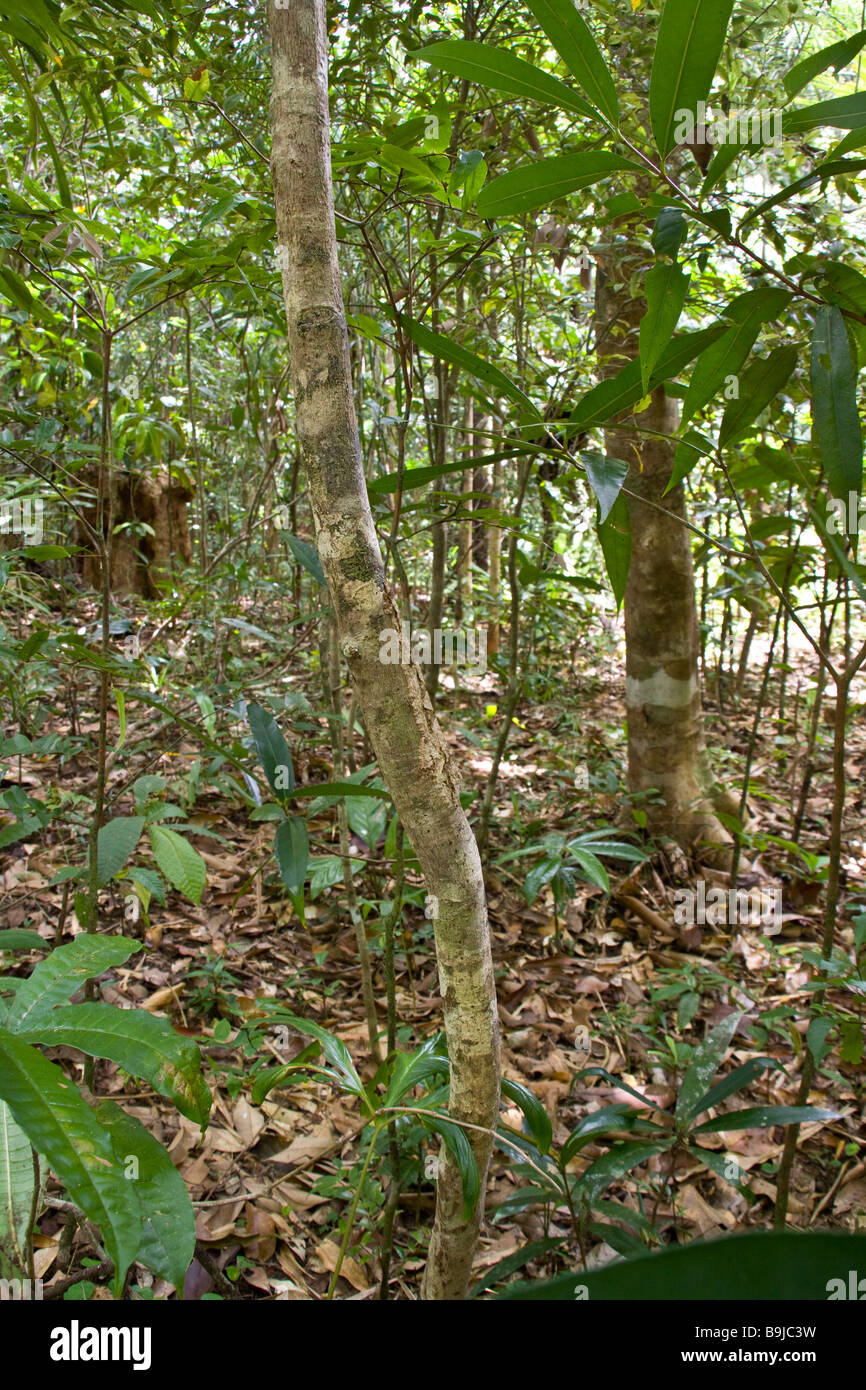 Le plus rare des deux espèces de gecko sur Nosy Mangabe Uroplatus sikorae bien camouflée Banque D'Images