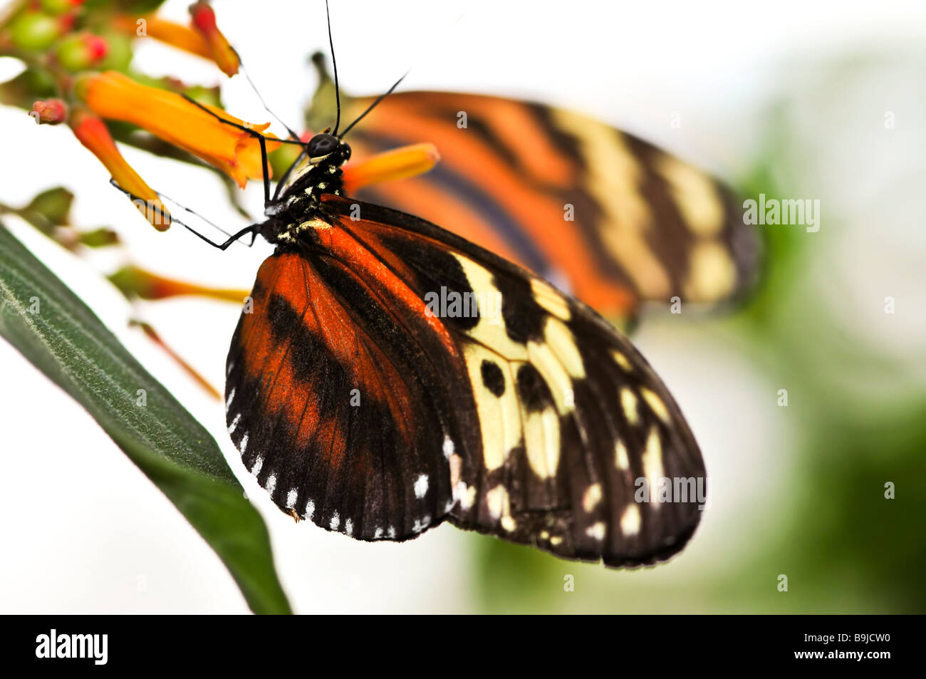 Grand papillon tigre assis sur une fleur Banque D'Images