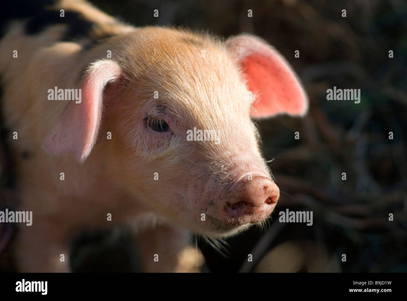 Petit porcelet domestique (Sus scrofa domestica) dans une ferme biologique, porcs biologiques Banque D'Images