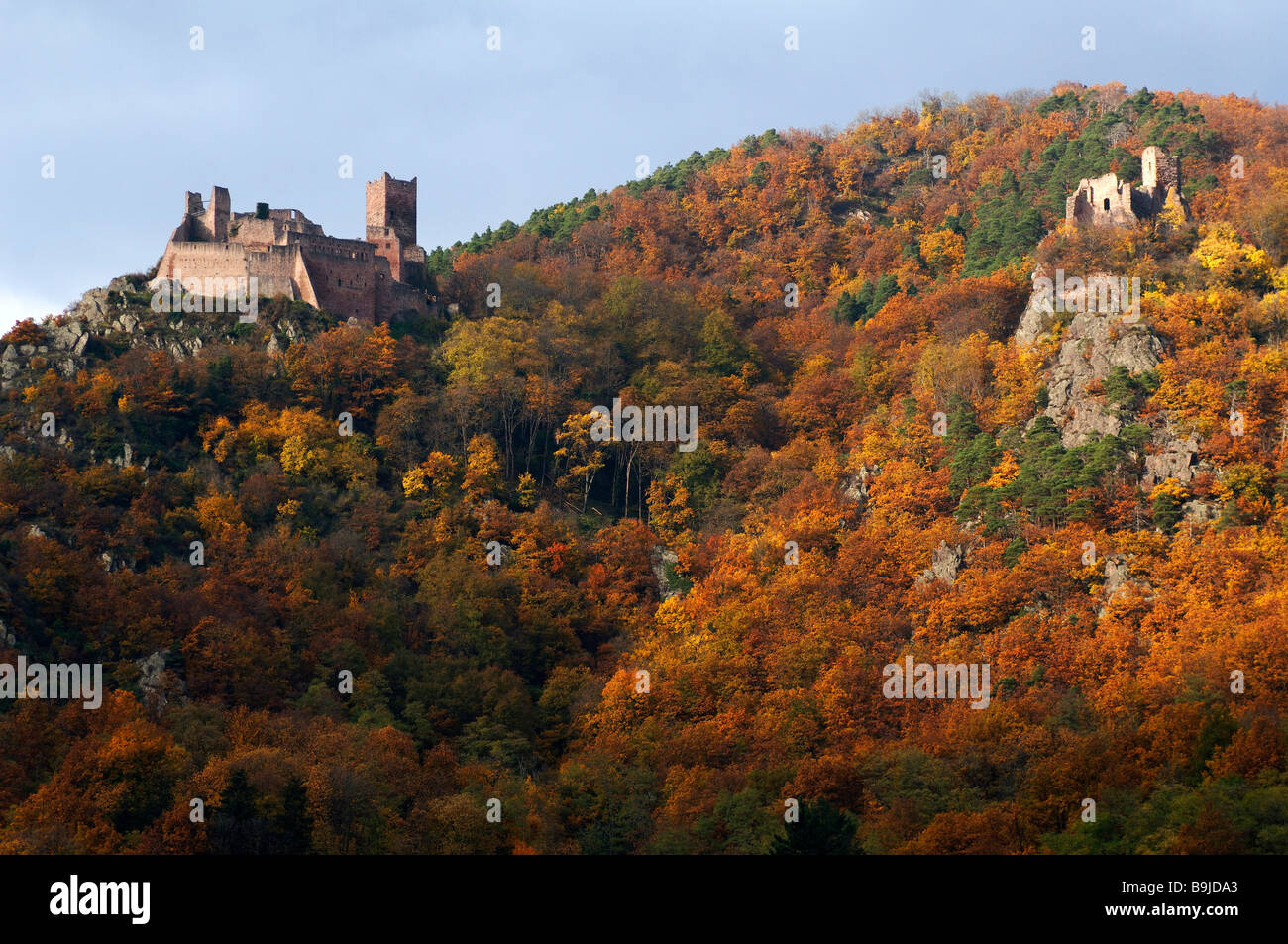 Le Château de Saint-ulrich, forêt d'automne, Ribeauvillé, Alsace, France, Europe Banque D'Images