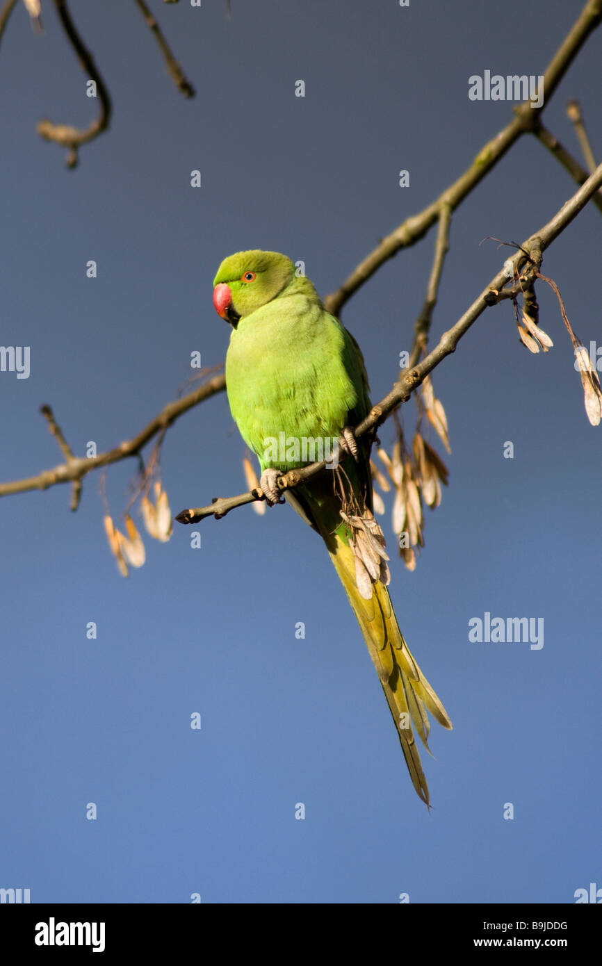 Perruche à collier anneau vert dans l'arbre Banque D'Images