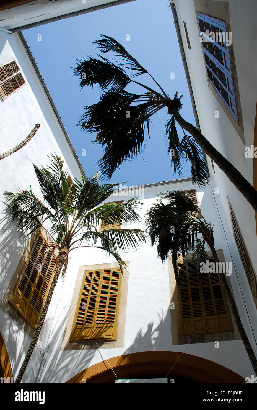 Palmiers dans une cour intérieure, un patio de l'Académie des beaux-arts, Circulo de Bellas Artes, dans l'ancien palais de ville Casa Banque D'Images