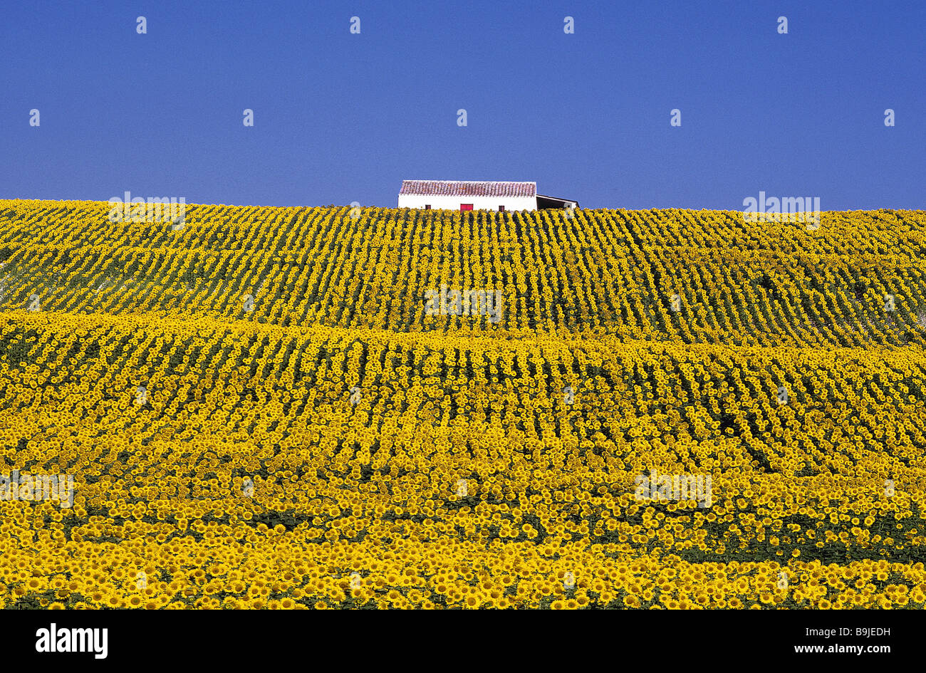 Espagne Andalousie domaine-paysage-tournesol field house Péninsule Ibérique idylle rurale hills agriculture champs isolés ferme Banque D'Images