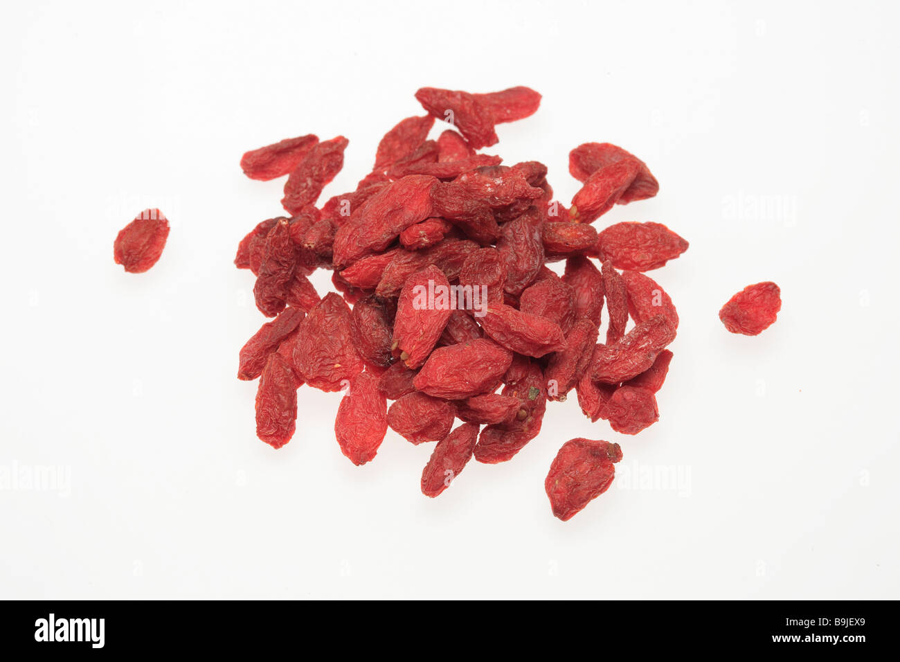 Plantes médicinales et petits fruits comestibles ou Wolfberry symphorine occidentale de Goji Le Lycium barbarum Banque D'Images