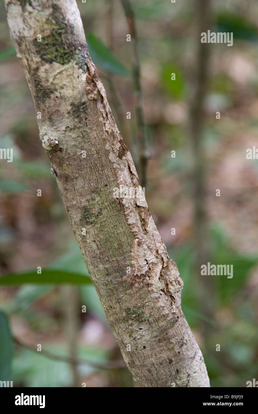 Le plus rare des deux espèces de gecko Uroplatus sikorae sur Nosy Mangabe Banque D'Images