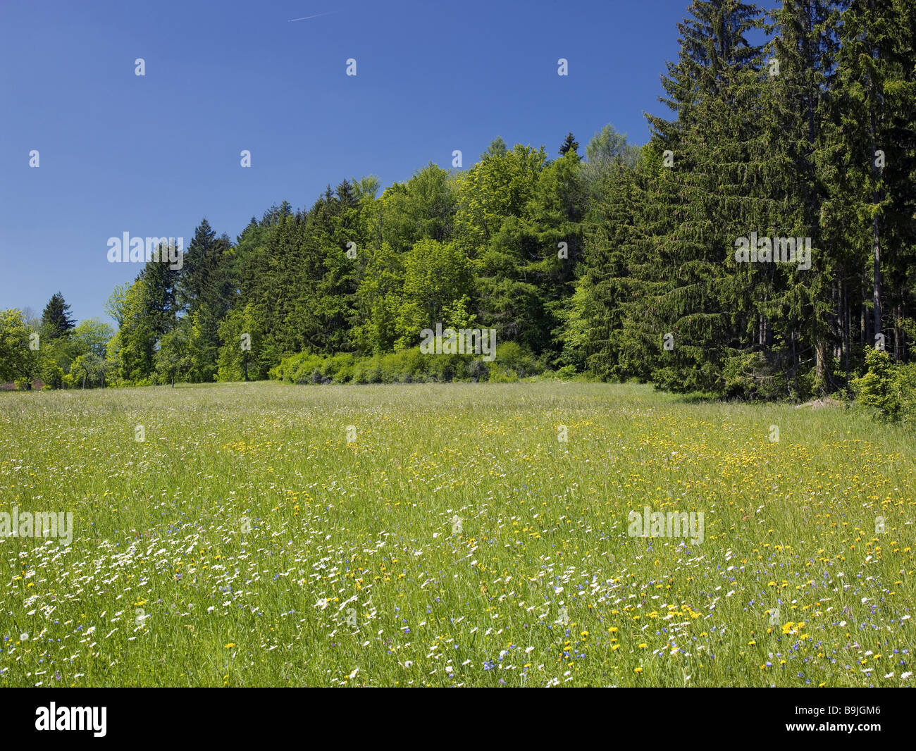 Allemagne Bade-wurtemberg Beuron flower meadow bordures de forêts nature paysage idylle rurale silence silence naturel isolé Banque D'Images