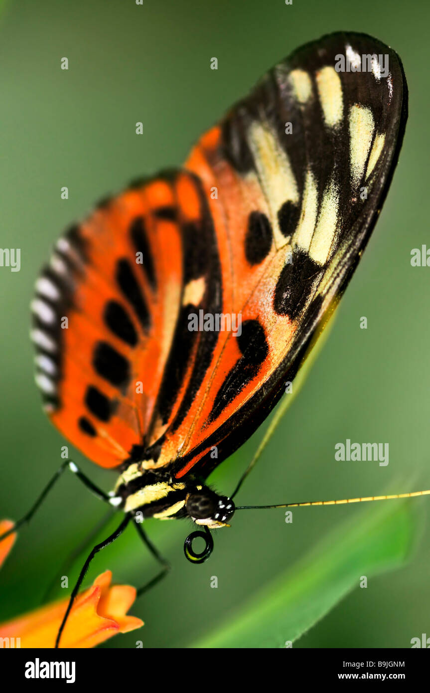 Grand papillon tigre assis sur une fleur Banque D'Images