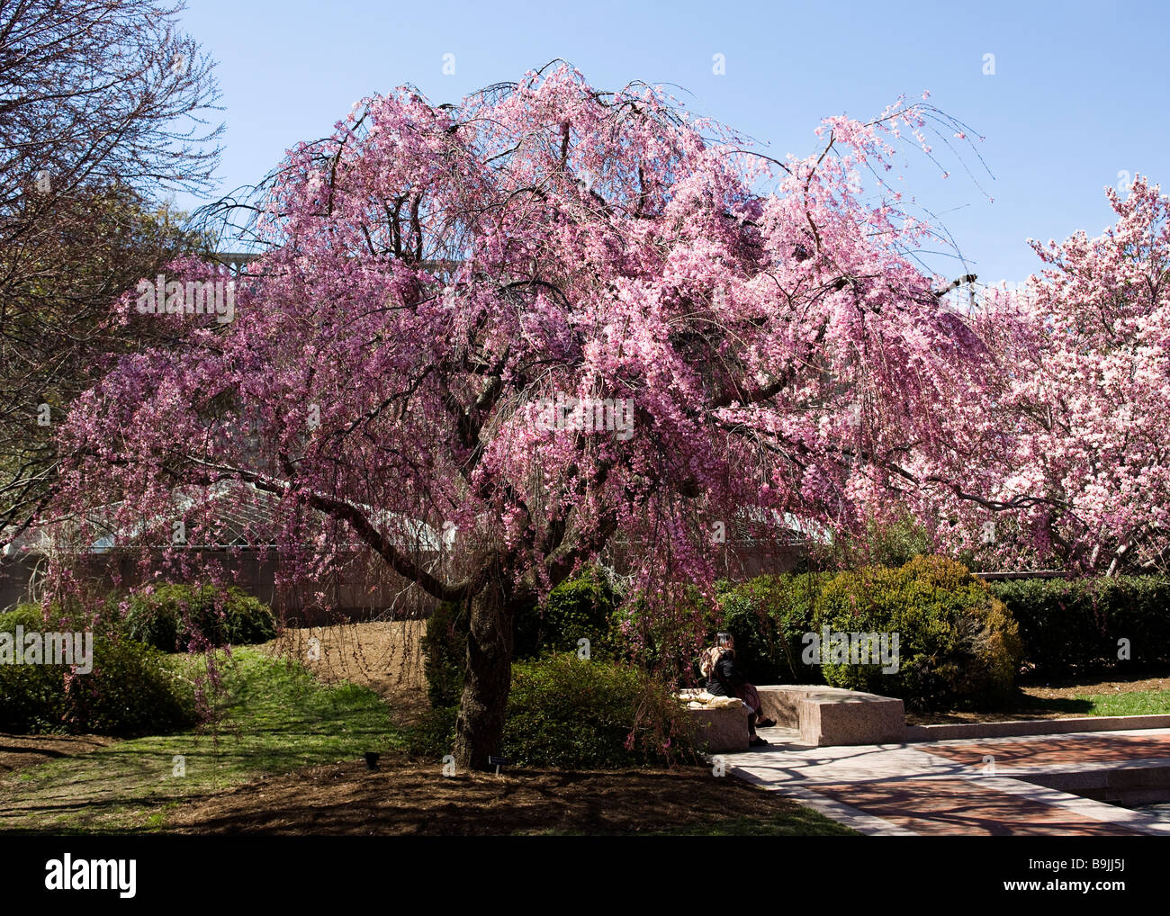 Weeping Higan cerisier en fleurs Banque D'Images