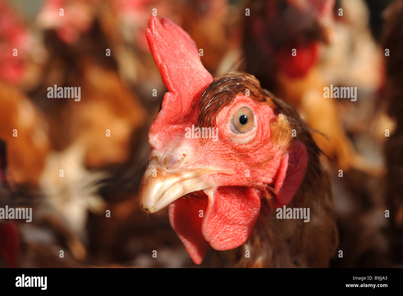 Mise au point rapprochée rapprochée sur une tête de poulet sur une range farm Banque D'Images