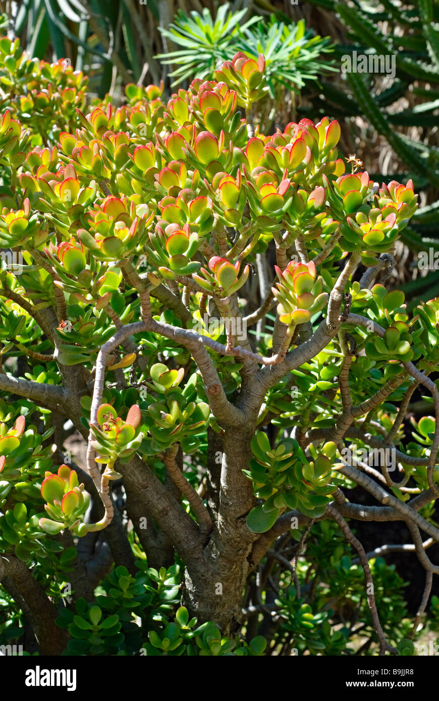 Crosby Crassula succulentes rouge Banque D'Images