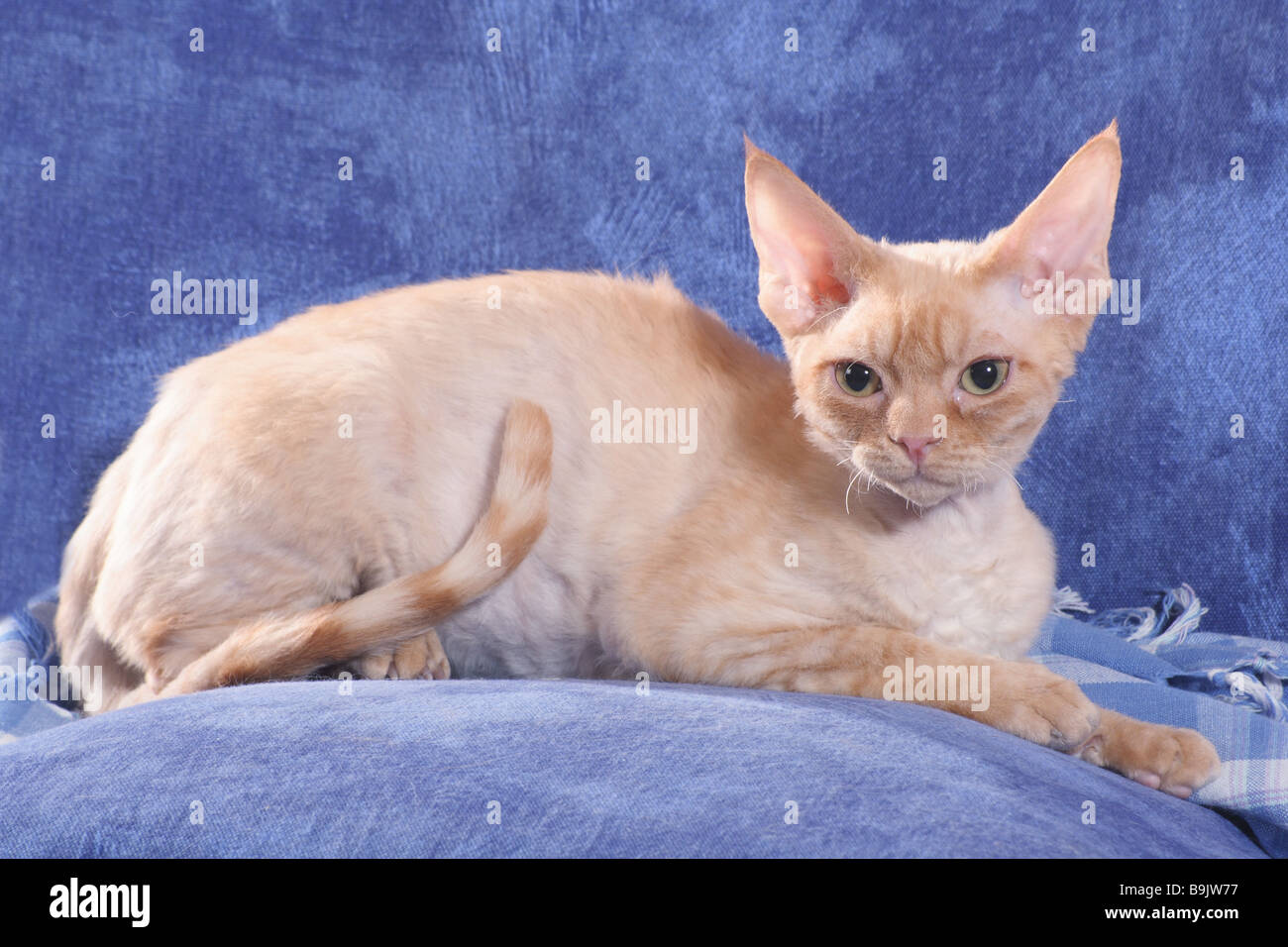 Chat Devon Rex - situé en face de l'arrière-plan bleu Banque D'Images